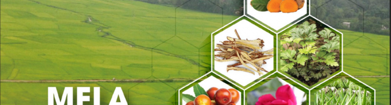 Top 5 Nguyên Liệu Tự Nhiên Trong Mỹ Phẩm Đáng Chú Ý