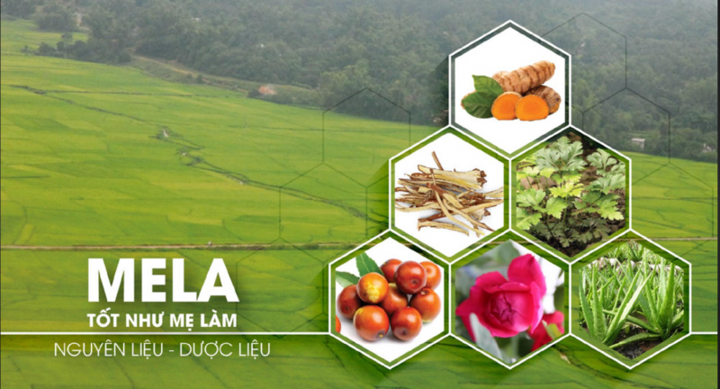 Top 5 Nguyên Liệu Tự Nhiên Trong Mỹ Phẩm Đáng Chú Ý